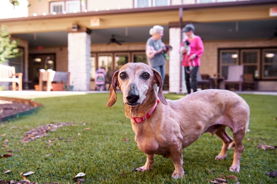 small dog on the lawn with residents holding dogs in the background